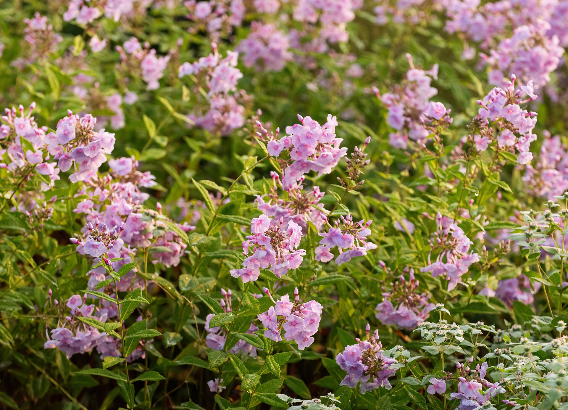 Phlox paniculata 'Sweet Laura'